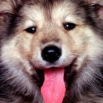 Ветеринарная помощь